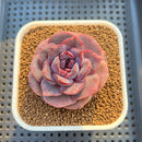 Echeveria Hybrid sp. 3" Hand-Selected Clone (From Flower Village) Succulent Plant Cutting