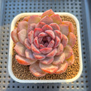 Echeveria Hybrid sp. 3" Hand-Selected Clone (From Flower Village) Succulent Plant Cutting