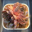 Echeveria 'Black Frost' 3" New Hybrid Succulent Plant Cutting