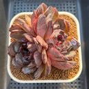 Echeveria 'Black Frost' 3" New Hybrid Succulent Plant Cutting