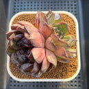 Echeveria 'Black Frost' 3" New Hybrid Succulent Plant Cutting