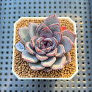 Echeveria 'Black Raccoon' 2" Succulent Plant Cutting