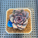 Echeveria 'Black Raccoon' 2" Succulent Plant Cutting