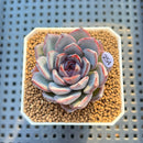 Echeveria 'Black Raccoon' 2" Succulent Plant Cutting