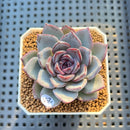 Echeveria 'Black Raccoon' 2" Succulent Plant Cutting