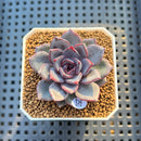Echeveria 'Black Raccoon' 2" Succulent Plant Cutting