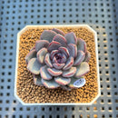 Echeveria 'Black Raccoon' 2" Succulent Plant Cutting