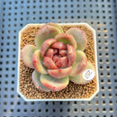 Echeveria 'Red Spinner' 1"-2" (New Hybrid by Brotherly Farm) Succulent Plant Cutting