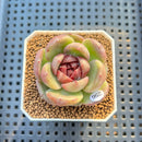 Echeveria 'Red Spinner' 1"-2" (New Hybrid by Brotherly Farm) Succulent Plant Cutting