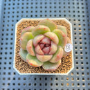 Echeveria 'Red Spinner' 1"-2" (New Hybrid by Brotherly Farm) Succulent Plant Cutting