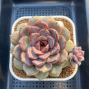 Echeveria 'Zemma' New Hybrid 3"-4" Succulent Plant Cutting