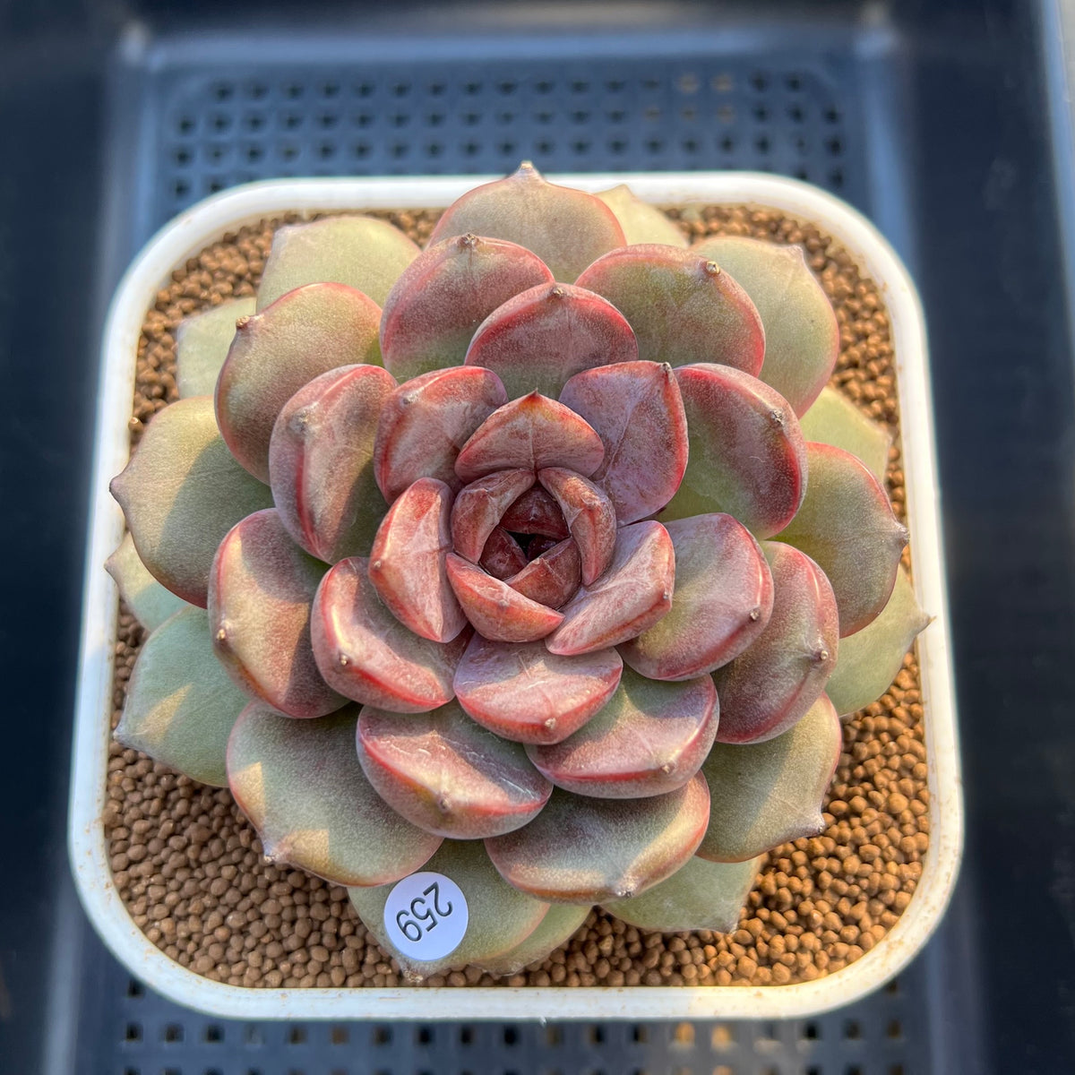 Echeveria 'Zemma' New Hybrid 3"-4" Succulent Plant Cutting