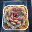 Echeveria 'Zemma' New Hybrid 3"-4" Succulent Plant Cutting