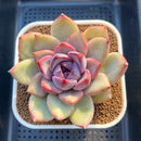 Echeveria Hybrid sp. 3"-4" Hand-Selected Clone (From Flower Village) Succulent Plant Cutting