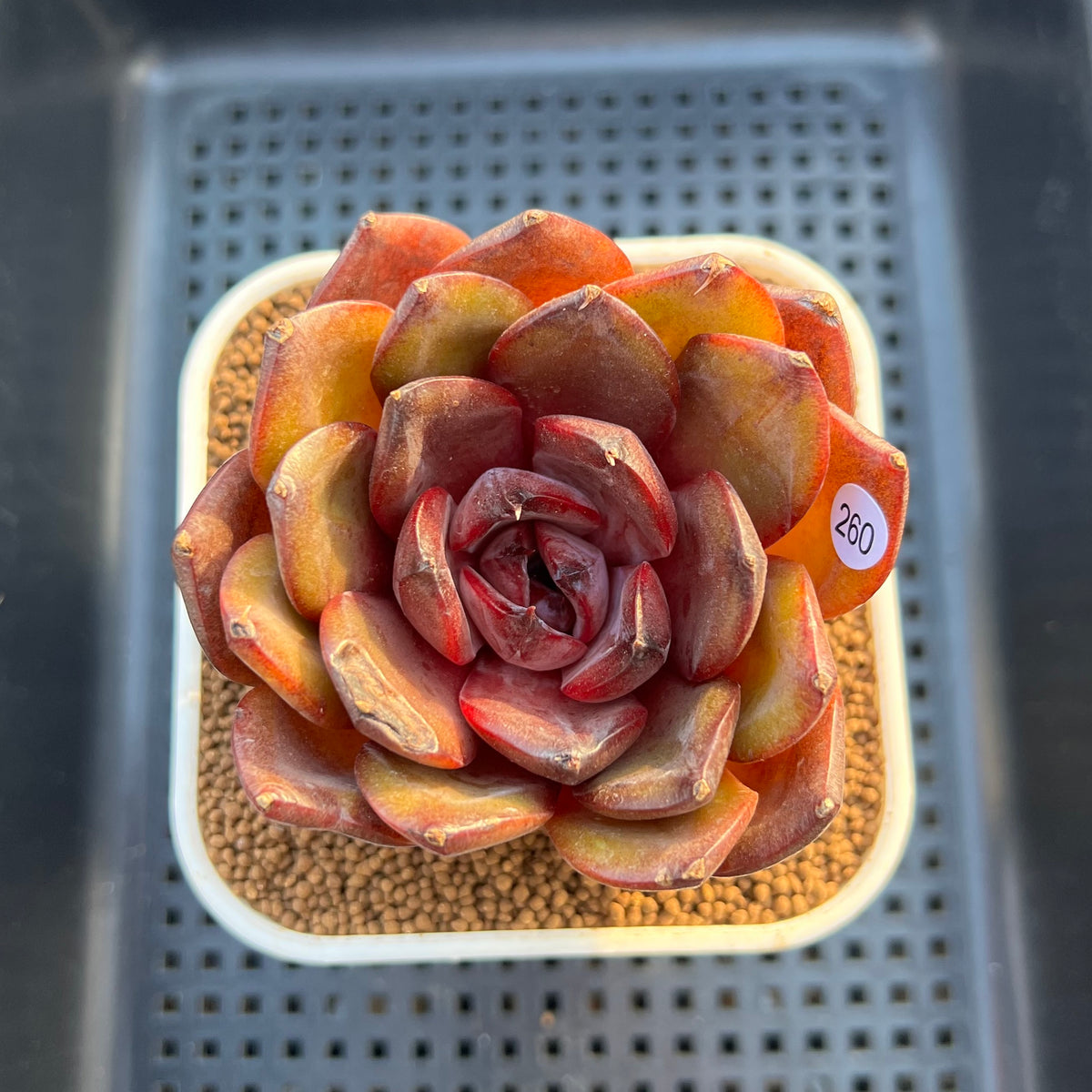 Echeveria 'Prince Starry Night' 3" Succulent Plant Cutting