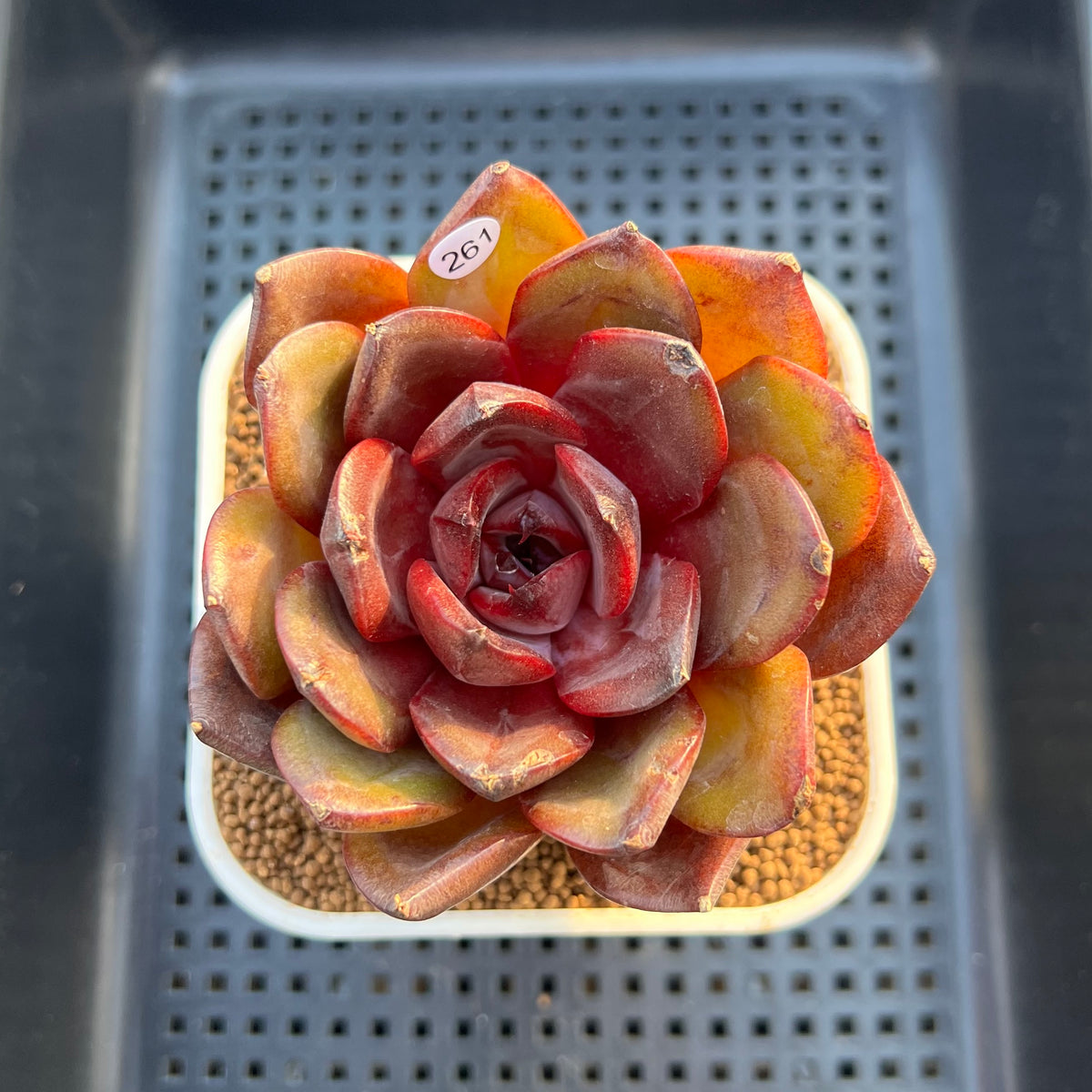 Echeveria 'Prince Starry Night' 3" Succulent Plant Cutting