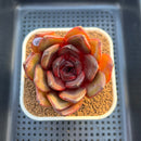 Echeveria 'Prince Starry Night' 3" Succulent Plant Cutting