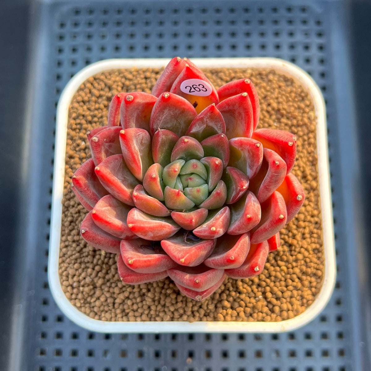 Echeveria 'Red Lotus Terrace' 3" Succulent Plant Cutting