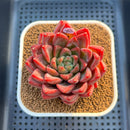 Echeveria 'Red Lotus Terrace' 3" Succulent Plant Cutting