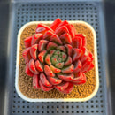Echeveria 'Red Lotus Terrace' 3" Succulent Plant Cutting