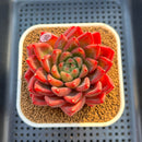 Echeveria 'Red Lotus Terrace' 3" Succulent Plant Cutting