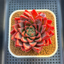 Echeveria 'Red Lotus Terrace' 3" Succulent Plant Cutting