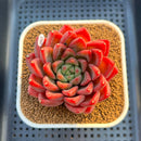 Echeveria 'Red Lotus Terrace' 3" Succulent Plant Cutting