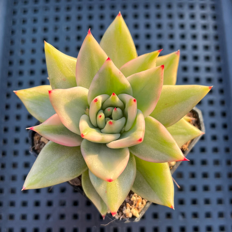 elk horn succulent Echeveria 'Elkhorn' Variegated 2" Succulent Plant