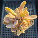 Pachyveria 'Pampoteus' Variegated 3" Cluster Succulent Plant