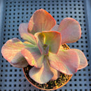 Echeveria 'Goiabinha' Variegated 2" (100% Grown In House) Succulent Plant