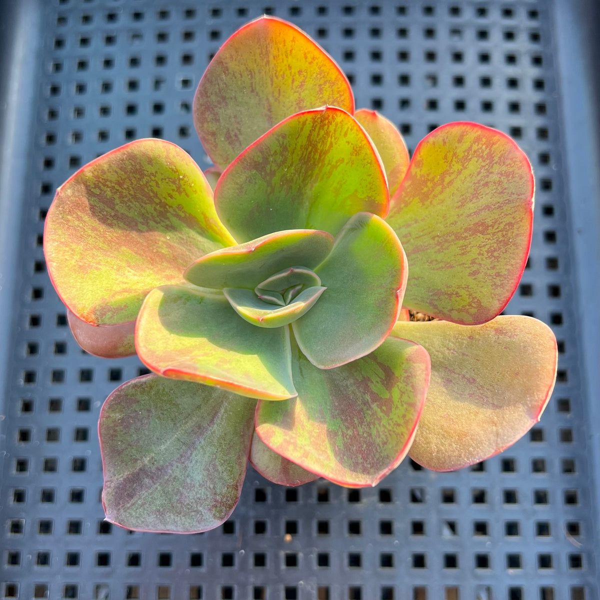 Echeveria 'Goiabinha' Variegated 2" (100% Grown In House) Succulent Plant