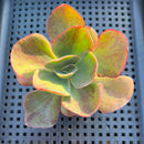 Echeveria 'Goiabinha' Variegated 2" (100% Grown In House) Succulent Plant