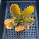 Echeveria 'Fimbriata' Variegated (AKA 'Fasciculata') 2"-3" Succulent Plant