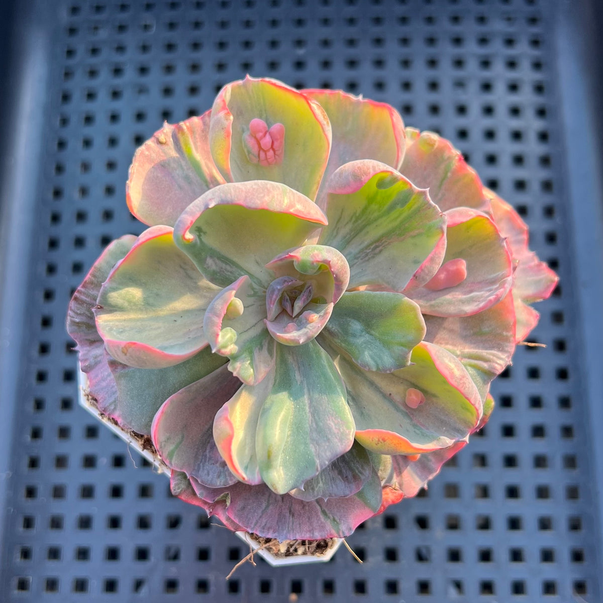 Echeveria 'Beyonce' Variegated 3" Succulent Plant