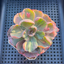 Echeveria 'Beyonce' Variegated 3" Succulent Plant