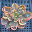 Echeveria 'Beyonce' Variegated 3" Succulent Plant