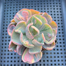 Echeveria 'Beyonce' Variegated 3" Succulent Plant