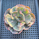 Echeveria 'Beyonce' Variegated 3" Succulent Plant