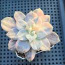 Quetzalcoatlia 'Pentandra Superba' Variegated 4" Succulent Plant (Formerly Graptopetalum 'Pentandrum Superbum' Variegated)