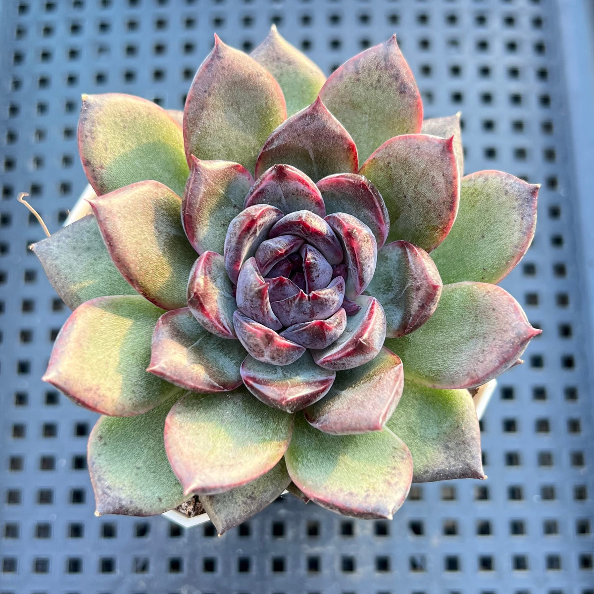 Echeveria 'Black Bear' 2" Succulent Plant