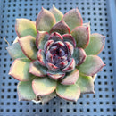 Echeveria 'Black Bear' 2" Succulent Plant