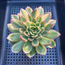 Echeveria 'Red Tip' Variegated 3"-4" Succulent Plant