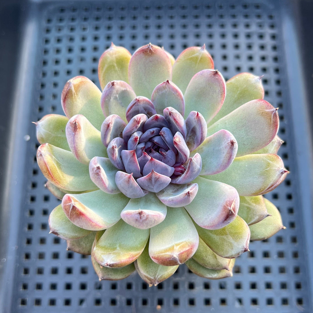 Echeveria 'Gemstone' 3"-4" Succulent Plant