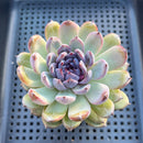 Echeveria 'Gemstone' 3"-4" Succulent Plant