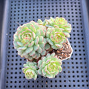 Echeveria 'Ravi Rose' ('Globulosa' Hybrid) Cluster 3" Succulent Plant
