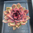 Echeveria sp. 3" Succulent Plant