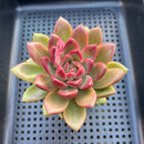 Echeveria 'Solid Purple' 3" Succulent Plant