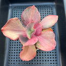 Echeveria 'Suyon' Variegated 3" Succulent Plant