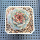 Echeveria 'Secret Love' 2" Succulent Plant