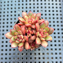Echeveria sp. 2" Succulent Plant